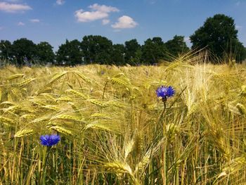 Scenic view of field against sky