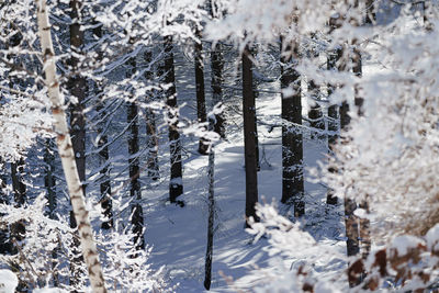 Close-up of snow covered plants on land