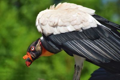 Close-up of a bird