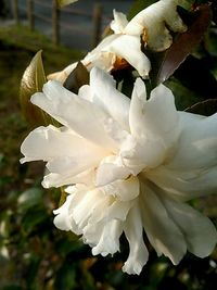 Close-up of white flowers