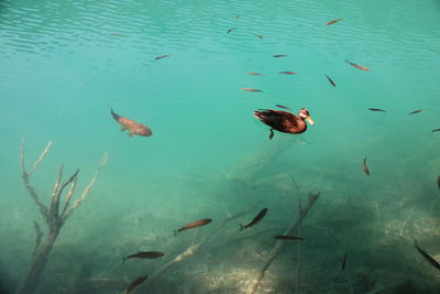 Birds swimming in sea