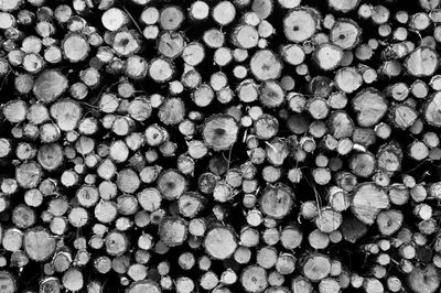 Full frame shot of logs in forest