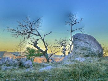 Bare trees on landscape against sky