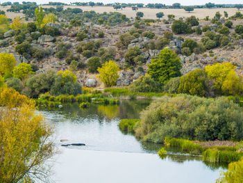 Scenic view of lake and trees in forest