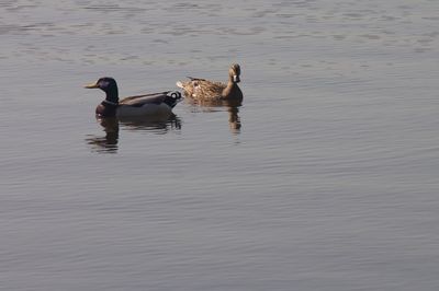 Ducks swimming in lake