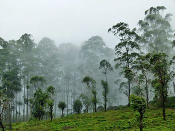 Trees on grassy field in foggy weather