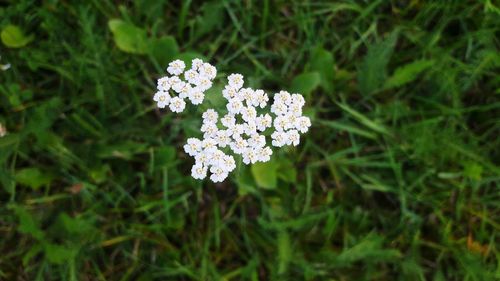 Close-up of flowers blooming outdoors