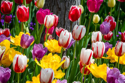 Close-up of multi colored tulips in field