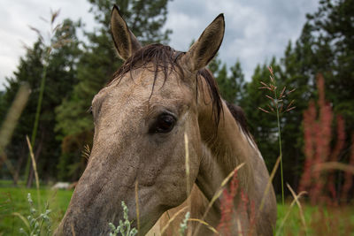 Close-up of horse on field