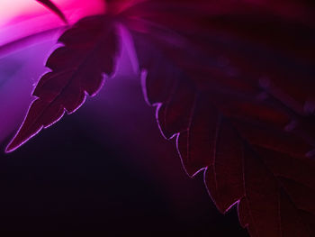 Close-up of pink flower leaves