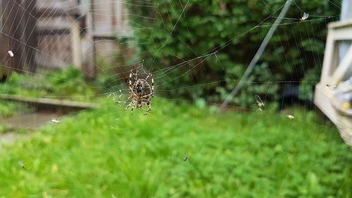 Close-up of spider and web against blurred background