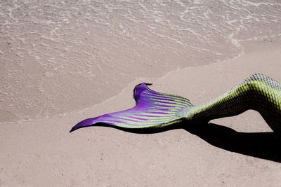 Person wearing mermaid costume on shore at beach