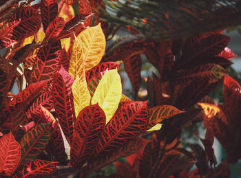 Close-up of leaves