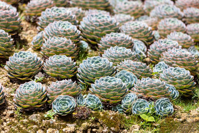 Full frame shot of pine cones