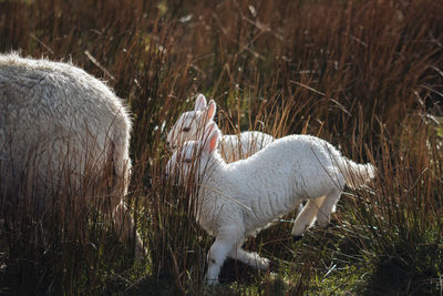 View of animals on field