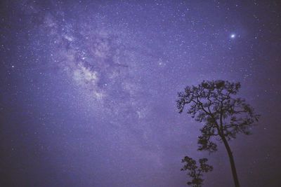 Low angle view of trees against clear sky at night