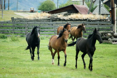 Horses on field