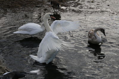 Swans swimming in lake