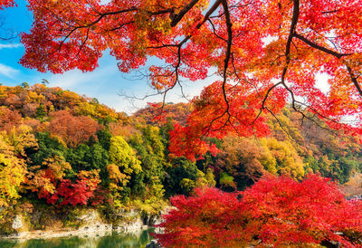 Red maple leaves on tree during autumn