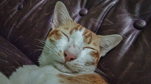 Close-up of a sleeping cat