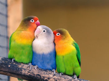 Close-up of parrot perching on wood