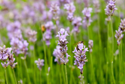 Close-up of bee on purple flowers