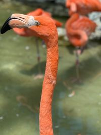 Close-up of bird