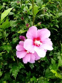 Close-up of pink hibiscus blooming outdoors