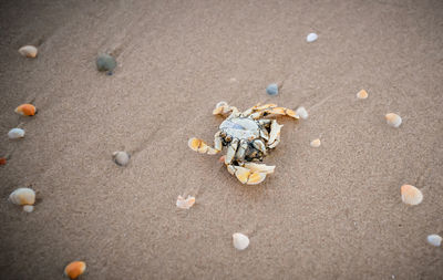 High angle view of shells on sand