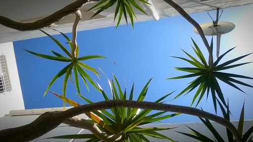 Low angle view of palm tree against sky