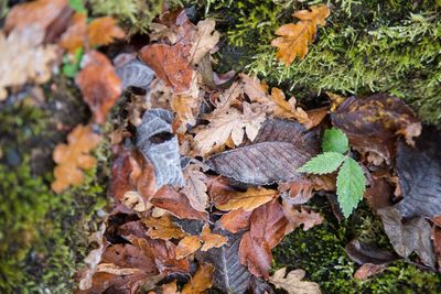 Close-up of autumn leaves