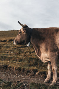 Cow standing on field