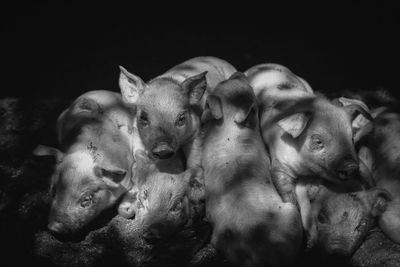 Close-up of dogs