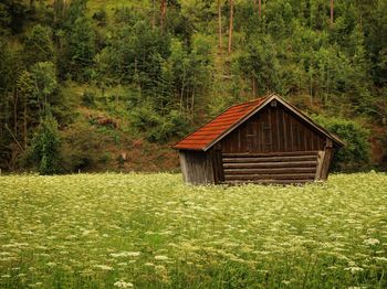 Barn on field against trees in forest