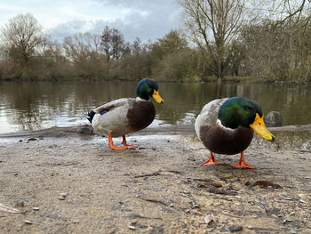 Ducks on a lake