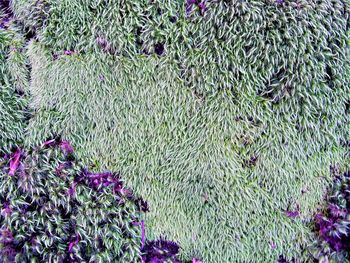 Full frame shot of flowering plants