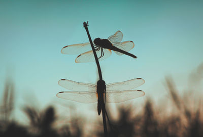 Close-up of damselfly on wind against sky