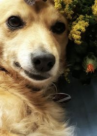 Close-up portrait of a dog