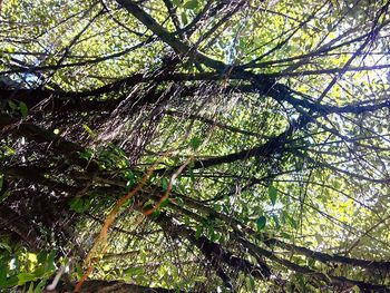 Low angle view of tree in forest