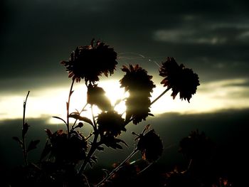 Close-up of silhouette plant against sky at sunset