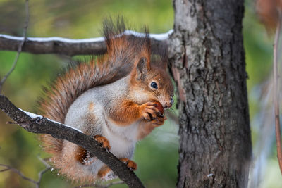 Close-up of squirrel on tree