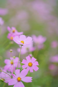 Close-up of pink cosmos flower