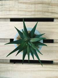 High angle view of succulent plant on table