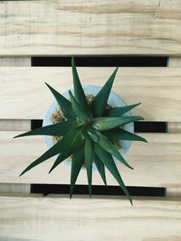 High angle view of succulent plant on table