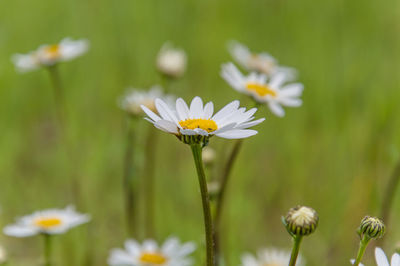 Close-up of white daisy flowers on field