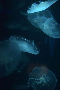 Close-up of jellyfish swimming in sea