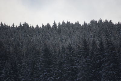 Pine trees in forest against sky during winter