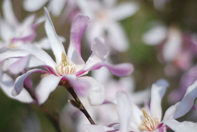 Close-up of pink cherry blossoms