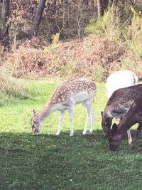 Deer grazing in a field