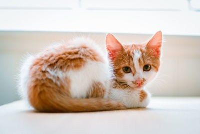 Portrait of cat relaxing on table at home